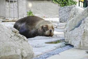 seal